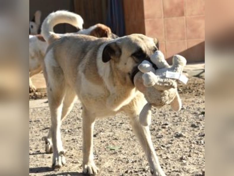 AMOUR – entzückendes Hundemädchen