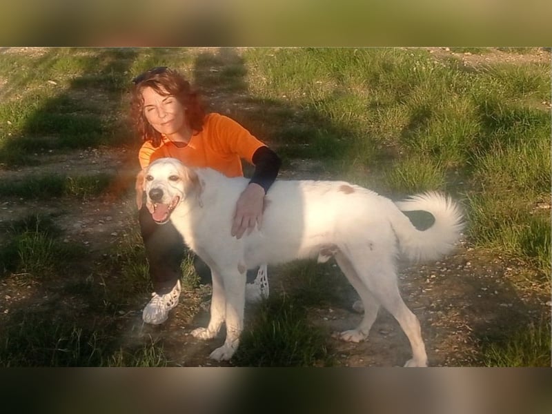 Fröhlicher DRES-hatte möglicherweise schon ein Zuhause, geht schon gut an der Leine