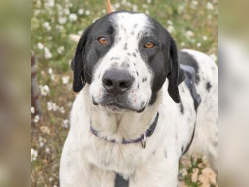 MARA- freundliche,liebevolle Schönheit, kooperativ, gehorsam, sucht liebevolle Familie