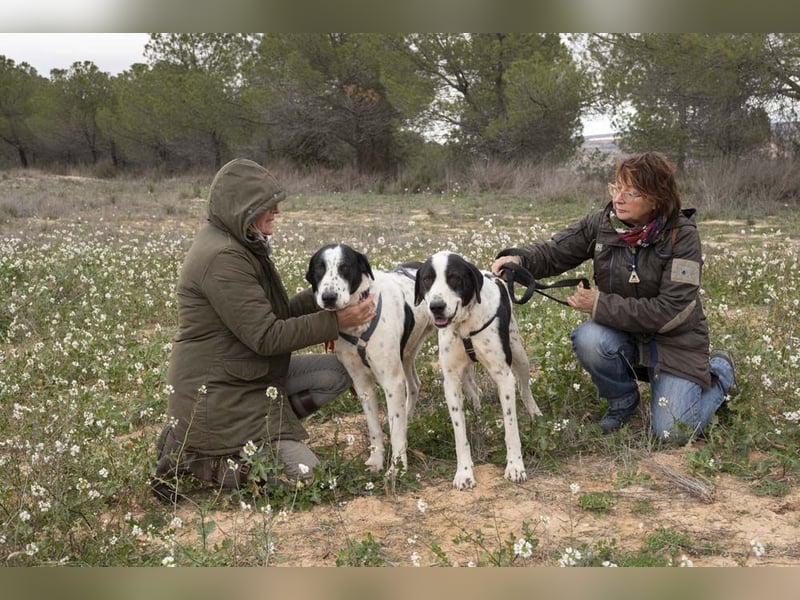 MUSA-angenehme, freundliche, liebevolle Schönheit, koopertiv, freundlich, gehorsam