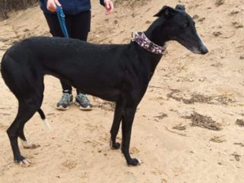 CASTLE-bezaubernde Galgo-Hündin, aktiv und fröhlichen