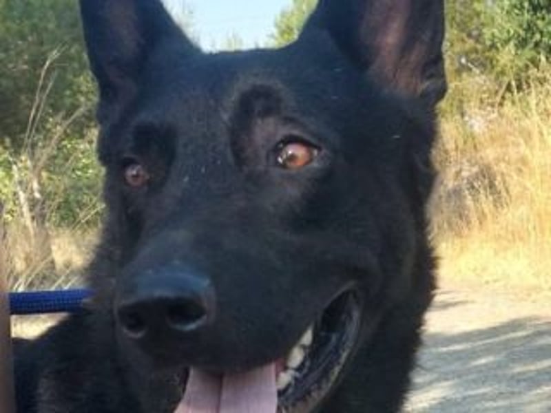 CESAR-unglaublich lieber, verschmuster und menschenbezogener Hund