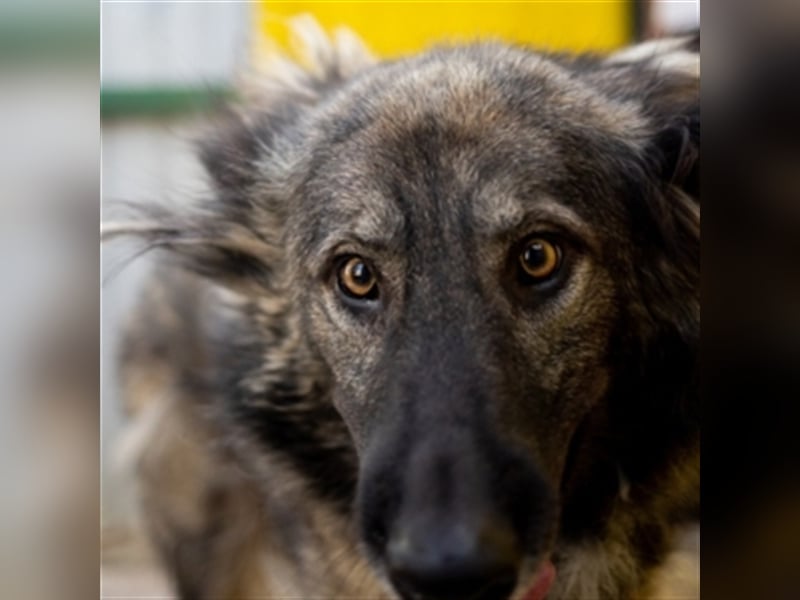 YARA- wartet in 21734 Oederquart -unser kleines dreibeiniges Wunder