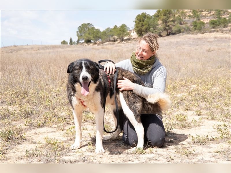 ARQUI-sanfter Riese liebt kuscheln und toben, treu,, loyal, aktiv und anhänglich, großer Schmusebär