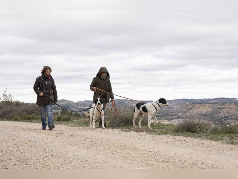 MUSA-angenehme, freundliche, liebevolle Schönheit, koopertiv, freundlich, gehorsam