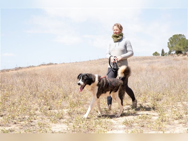 ARQUI-sanfter Riese liebt kuscheln und toben, treu,, loyal, aktiv und anhänglich, großer Schmusebär