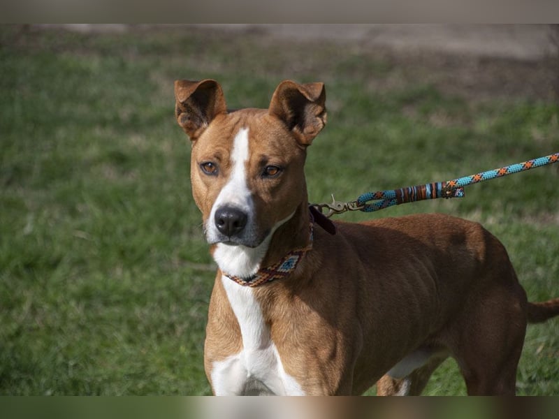 DOLO-freundlich, liebenswert, läuft vorbildlich am Geschirr,wartet auf liebevolles Für-immer-Zuhause