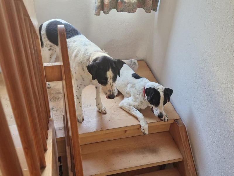 MARA- freundliche,liebevolle Schönheit, kooperativ, gehorsam, sucht liebevolle Familie