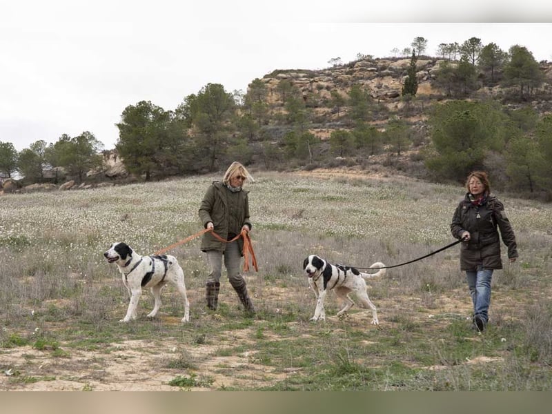 MUSA-angenehme, freundliche, liebevolle Schönheit, koopertiv, freundlich, gehorsam