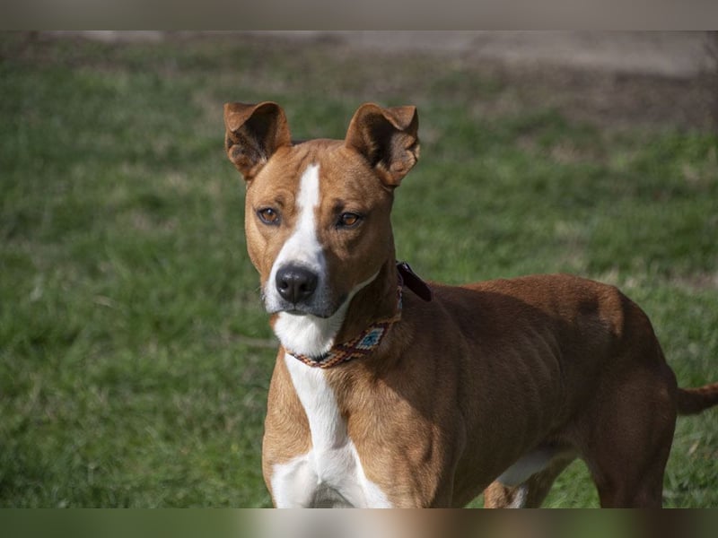DOLO-freundlich, liebenswert, läuft vorbildlich am Geschirr,wartet auf liebevolles Für-immer-Zuhause