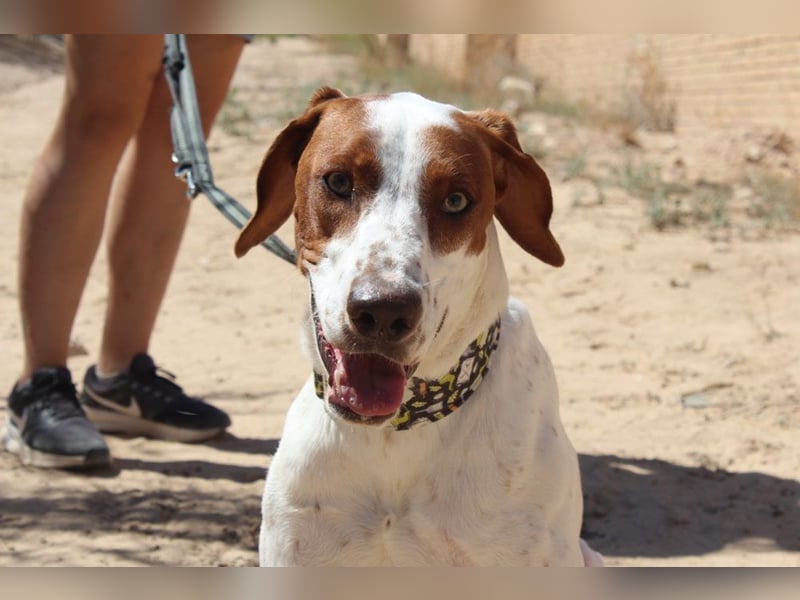 PANCHO-mit dem sanften Blick,zurückhaltend,freundlich,ruhig, ausgeglichen sucht seine liebe Famillie