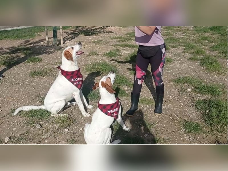 Fröhlicher DRES-hatte möglicherweise schon ein Zuhause, geht schon gut an der Leine