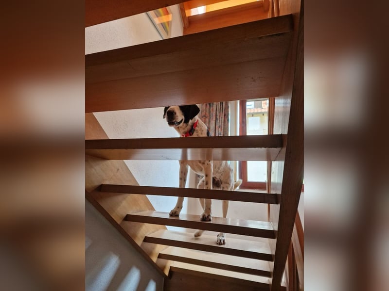 MARA- freundliche,liebevolle Schönheit, kooperativ, gehorsam, sucht liebevolle Familie