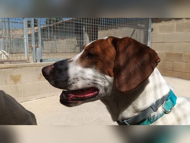 PANCHO-mit dem sanften Blick,zurückhaltend,freundlich,ruhig, ausgeglichen sucht seine liebe Famillie