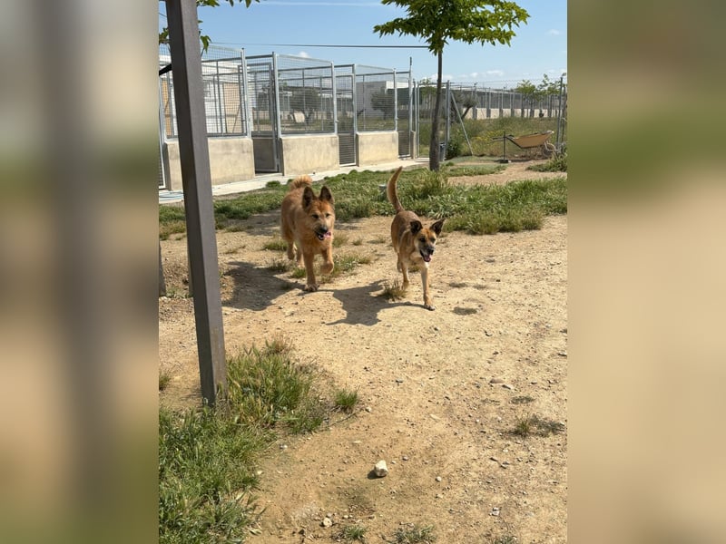 Liebenswerter BULL-kennt das Leben in einer Familie, stubenrein, läuft gut an der Leine
