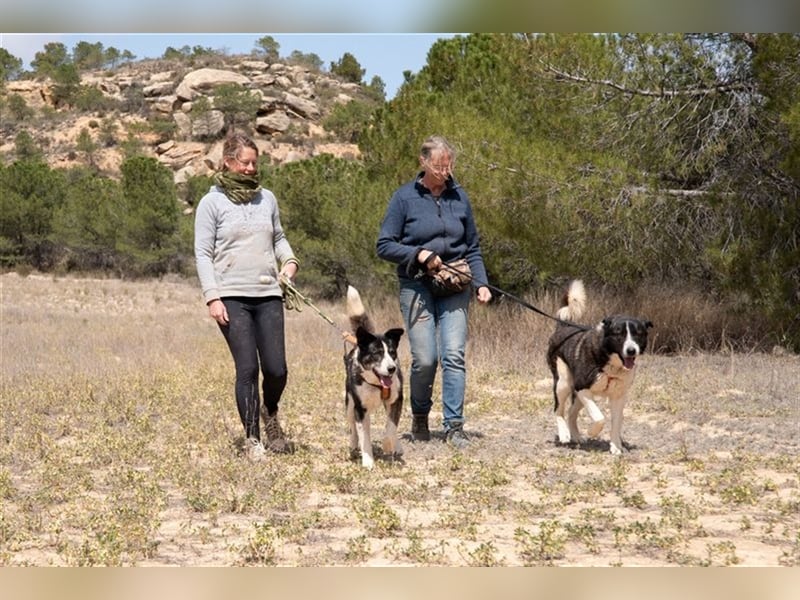 ARQUI-sanfter Riese liebt kuscheln und toben, treu,, loyal, aktiv und anhänglich, großer Schmusebär