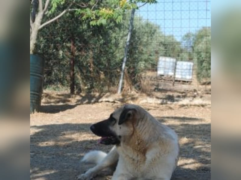 AMOUR – entzückendes Hundemädchen