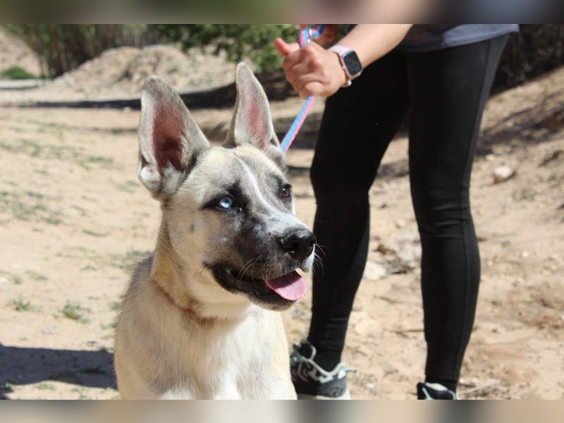 GABRIEL-sozialer, aktiver, lebensfroher Bub der Nähe und seine Für-immer-Familie sucht