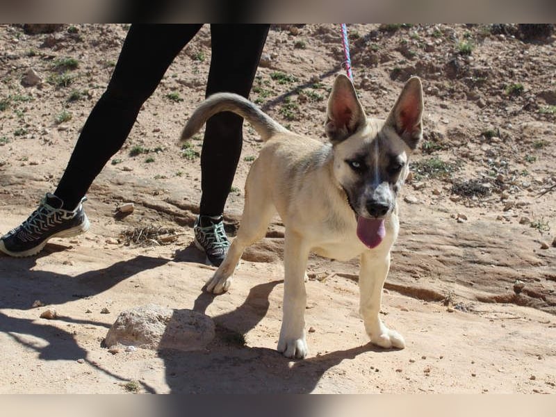 GABRIEL-sozialer, aktiver, lebensfroher Bub der Nähe und seine Für-immer-Familie sucht