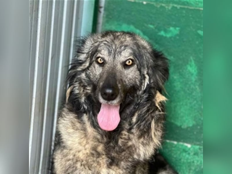 YARA- wartet in 21734 Oederquart -unser kleines dreibeiniges Wunder