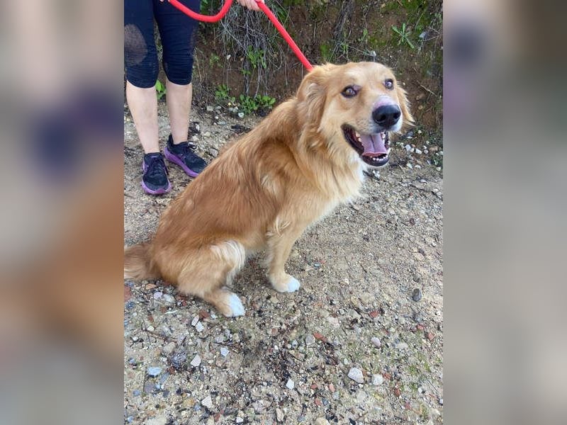 TOBY- möchte zeigen, dass er ein Hund mit einem unglaublich guten Herzen ist.