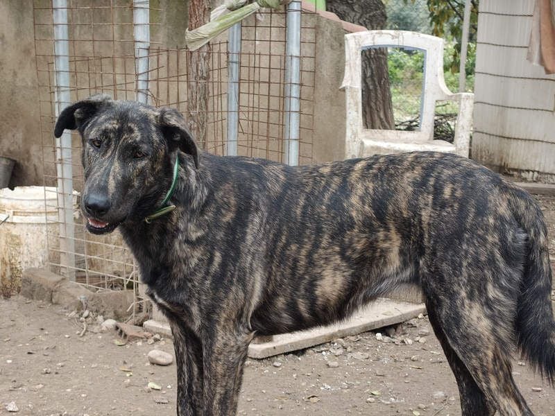 GUINEA-unglaubliche Geschichte! Herzensgut,g esellig sucht sie liebevolle Für-immer-Familie