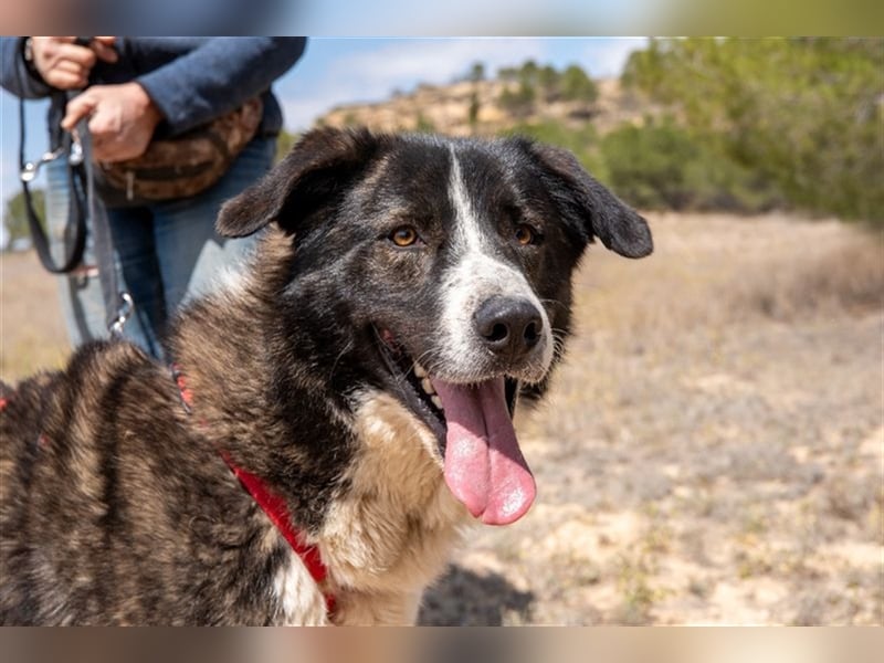 ARQUI-sanfter Riese liebt kuscheln und toben, treu,, loyal, aktiv und anhänglich, großer Schmusebär