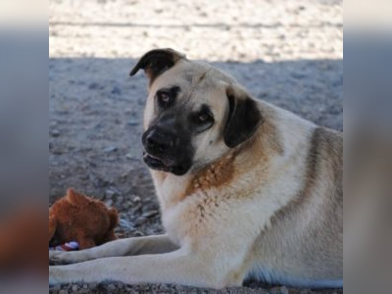 AMOUR – entzückendes Hundemädchen