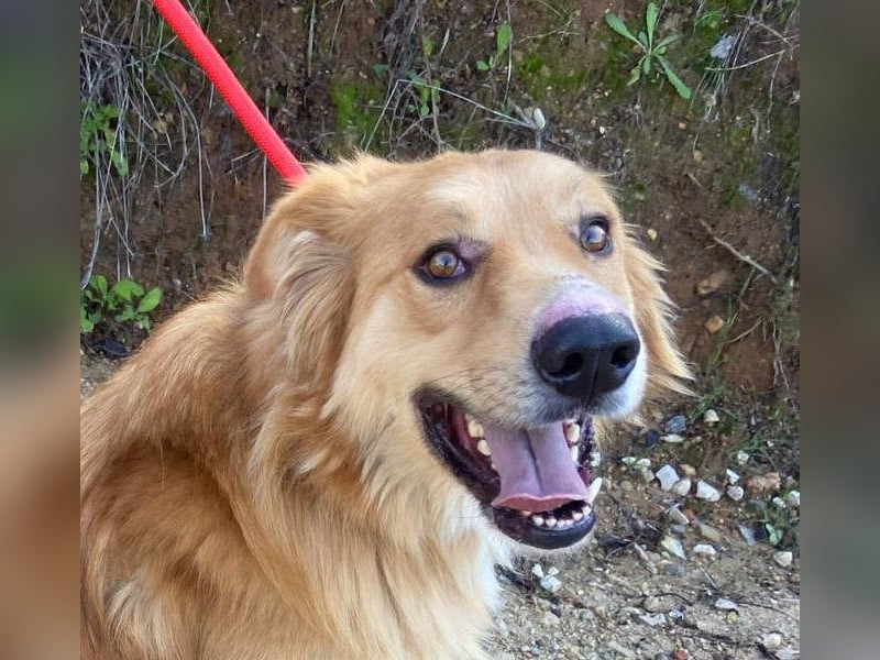 TOBY- möchte zeigen, dass er ein Hund mit einem unglaublich guten Herzen ist.