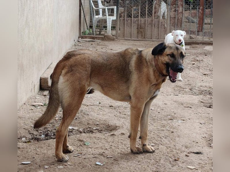 GHANA-eine unglaubliche Geschichte!Wundervoll, herzensgut-suchen ein liebevolles "Für-immer-Zuhause"