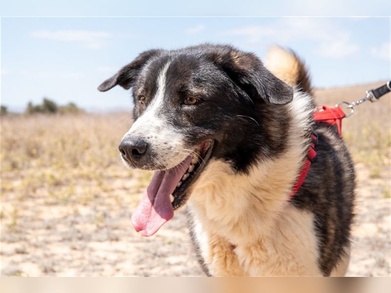 ARQUI-sanfter Riese liebt kuscheln und toben, treu,, loyal, aktiv und anhänglich, großer Schmusebär