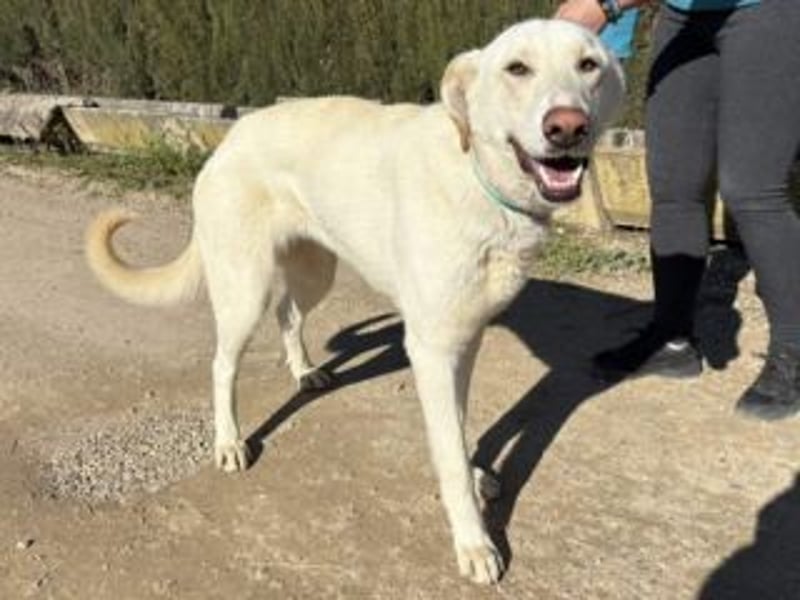AVENA-ungeschliffener Edelstein auf der Suche nach Menschen, die Herdenschutzhunden lieben