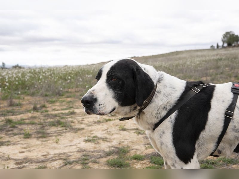 MUSA-angenehme, freundliche, liebevolle Schönheit, koopertiv, freundlich, gehorsam