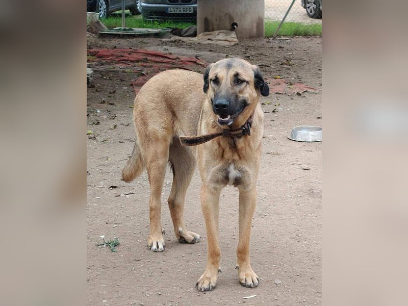 GHANA-eine unglaubliche Geschichte!Wundervoll, herzensgut-suchen ein liebevolles "Für-immer-Zuhause"