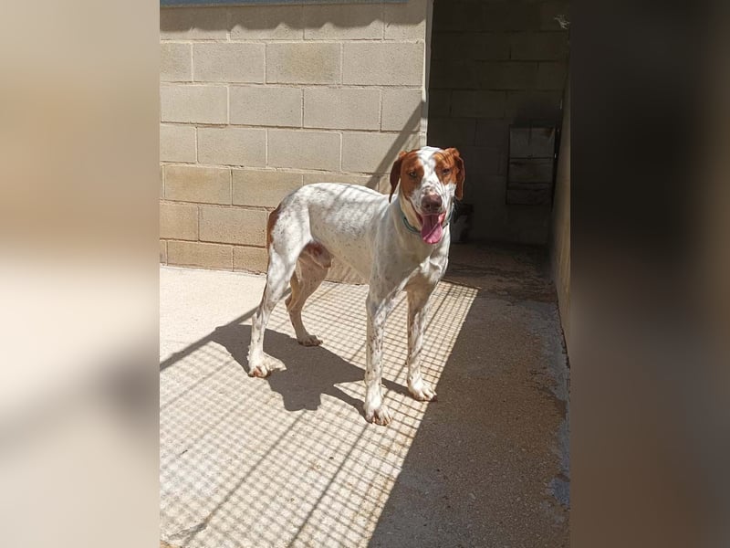 PANCHO-mit dem sanften Blick,zurückhaltend,freundlich,ruhig, ausgeglichen sucht seine liebe Famillie