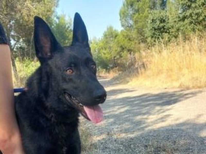 CESAR-unglaublich lieber, verschmuster und menschenbezogener Hund