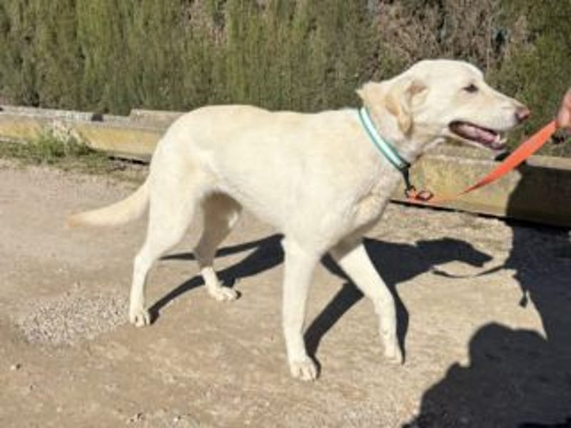 AVENA-ungeschliffener Edelstein auf der Suche nach Menschen, die Herdenschutzhunden lieben
