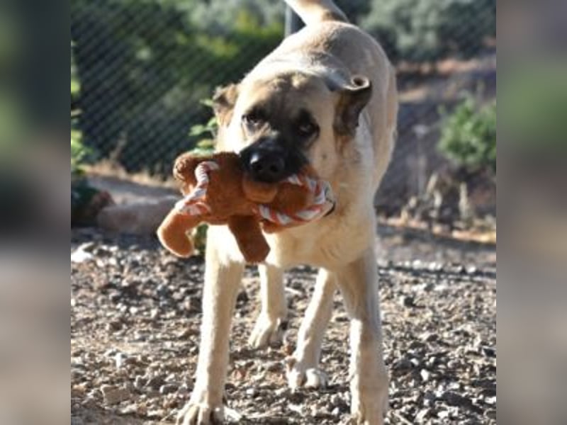 AMOUR – entzückendes Hundemädchen