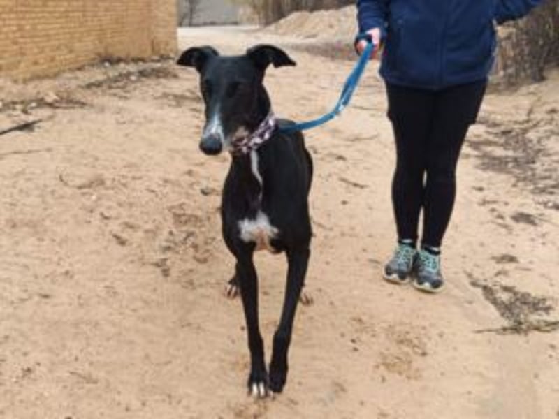 CASTLE-bezaubernde Galgo-Hündin, aktiv und fröhlichen