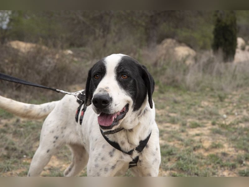 MUSA-angenehme, freundliche, liebevolle Schönheit, koopertiv, freundlich, gehorsam