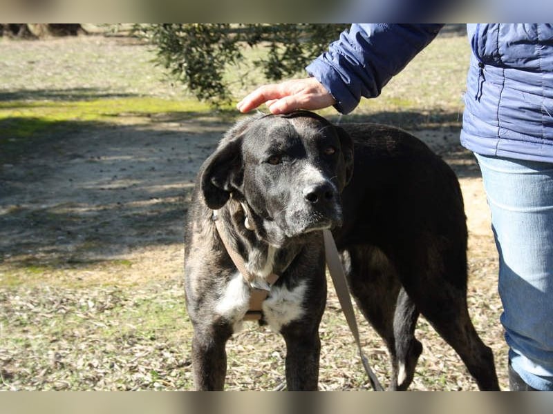 TRUFA-imposant, wunderschön, schüchtern, zurückhaltend auf der Suche nach ihrem Für-immer-Zuhause