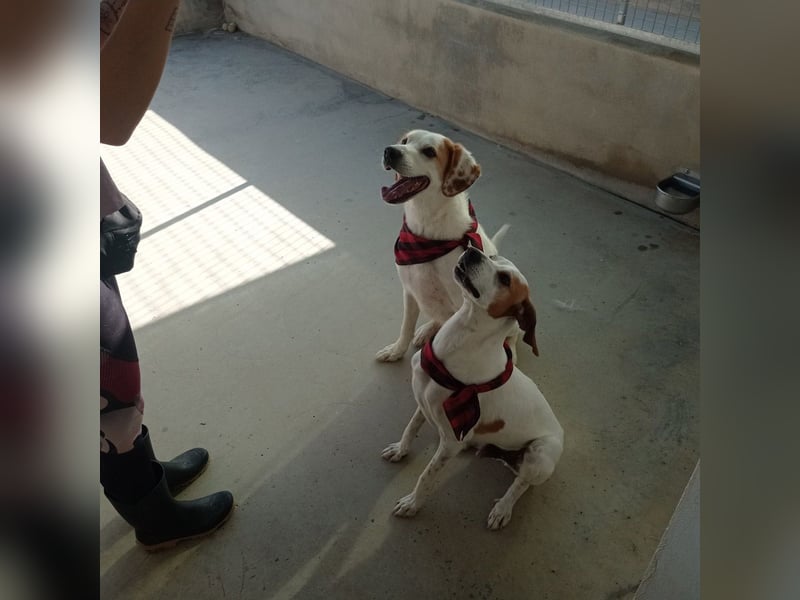 Fröhlicher DRES-hatte möglicherweise schon ein Zuhause, geht schon gut an der Leine