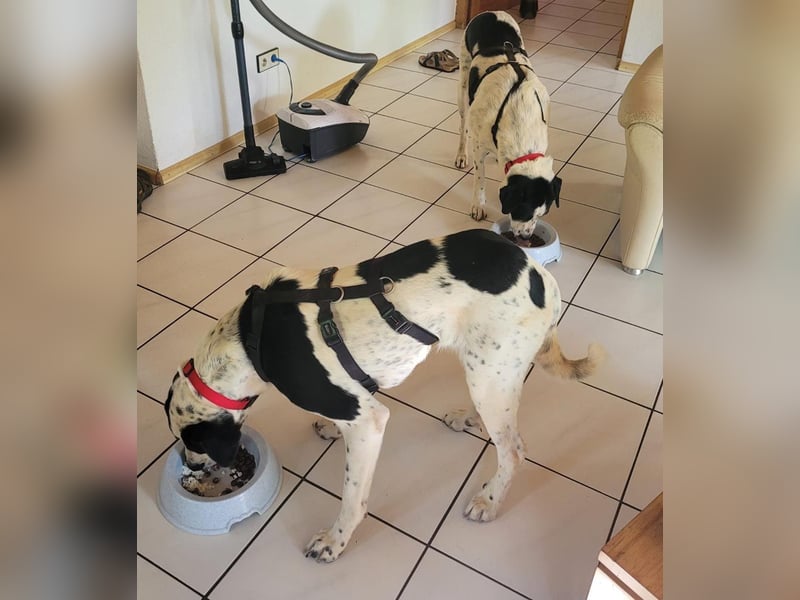 MARA- freundliche,liebevolle Schönheit, kooperativ, gehorsam, sucht liebevolle Familie