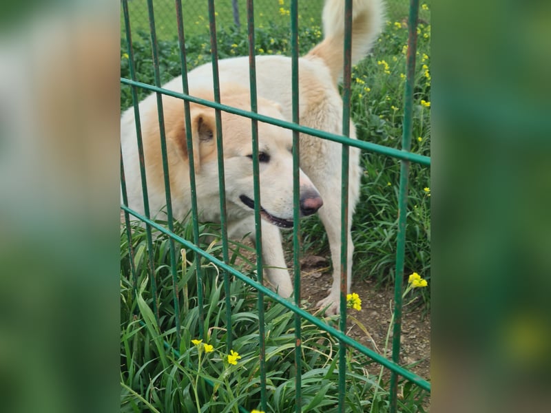BERINESSE – grundgute Seele, fröhlich, sogar brav beim Ohren+Zähne kontrollieren, Krallen schneiden