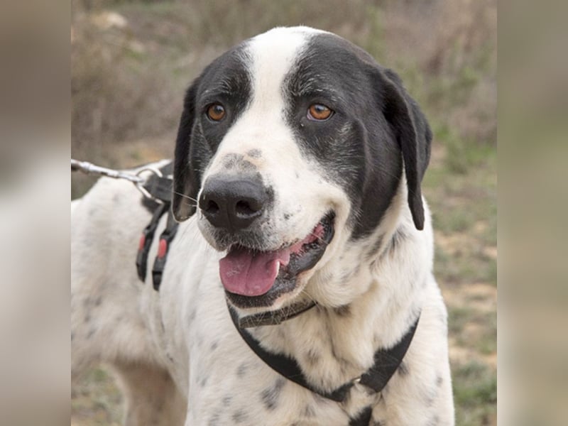 MUSA-angenehme, freundliche, liebevolle Schönheit, koopertiv, freundlich, gehorsam