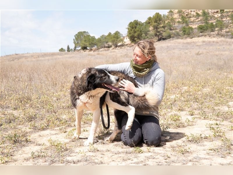 ARQUI-sanfter Riese liebt kuscheln und toben, treu,, loyal, aktiv und anhänglich, großer Schmusebär