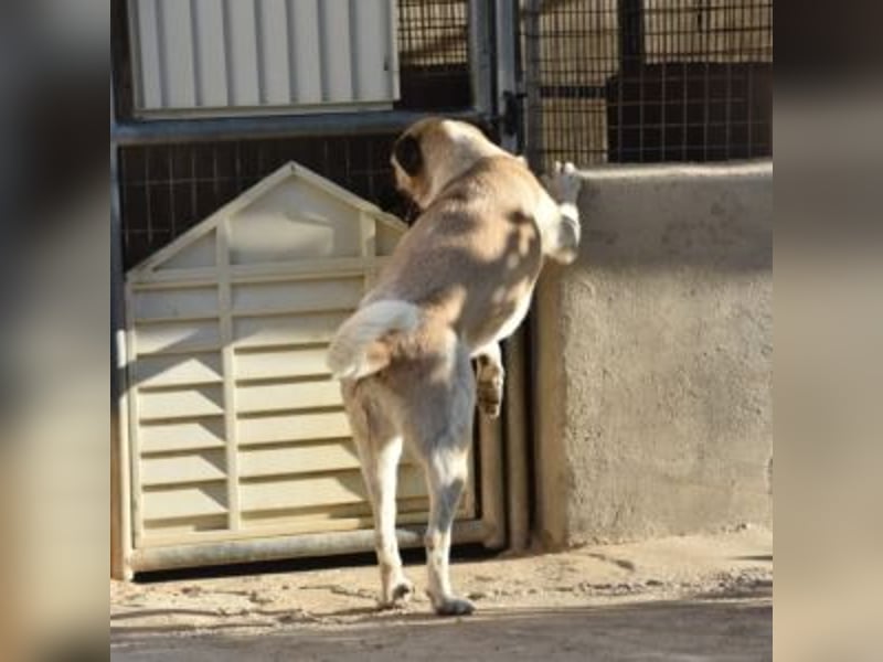 AMOUR – entzückendes Hundemädchen