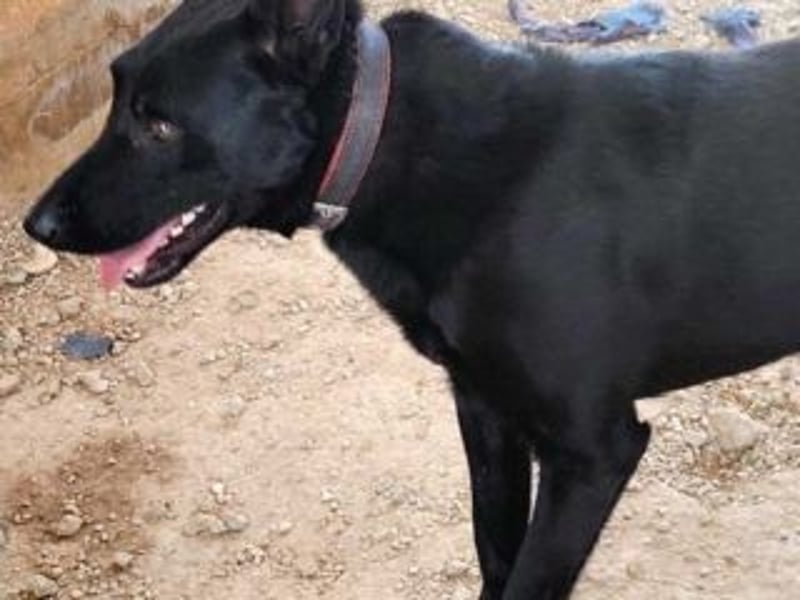 CESAR-unglaublich lieber, verschmuster und menschenbezogener Hund