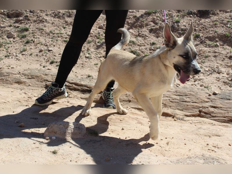 GABRIEL-sozialer, aktiver, lebensfroher Bub der Nähe und seine Für-immer-Familie sucht