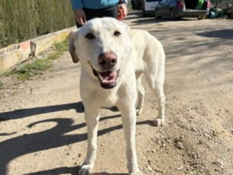 AVENA-ungeschliffener Edelstein auf der Suche nach Menschen, die Herdenschutzhunden lieben